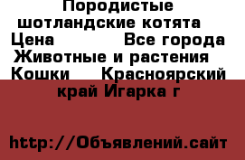 Породистые шотландские котята. › Цена ­ 5 000 - Все города Животные и растения » Кошки   . Красноярский край,Игарка г.